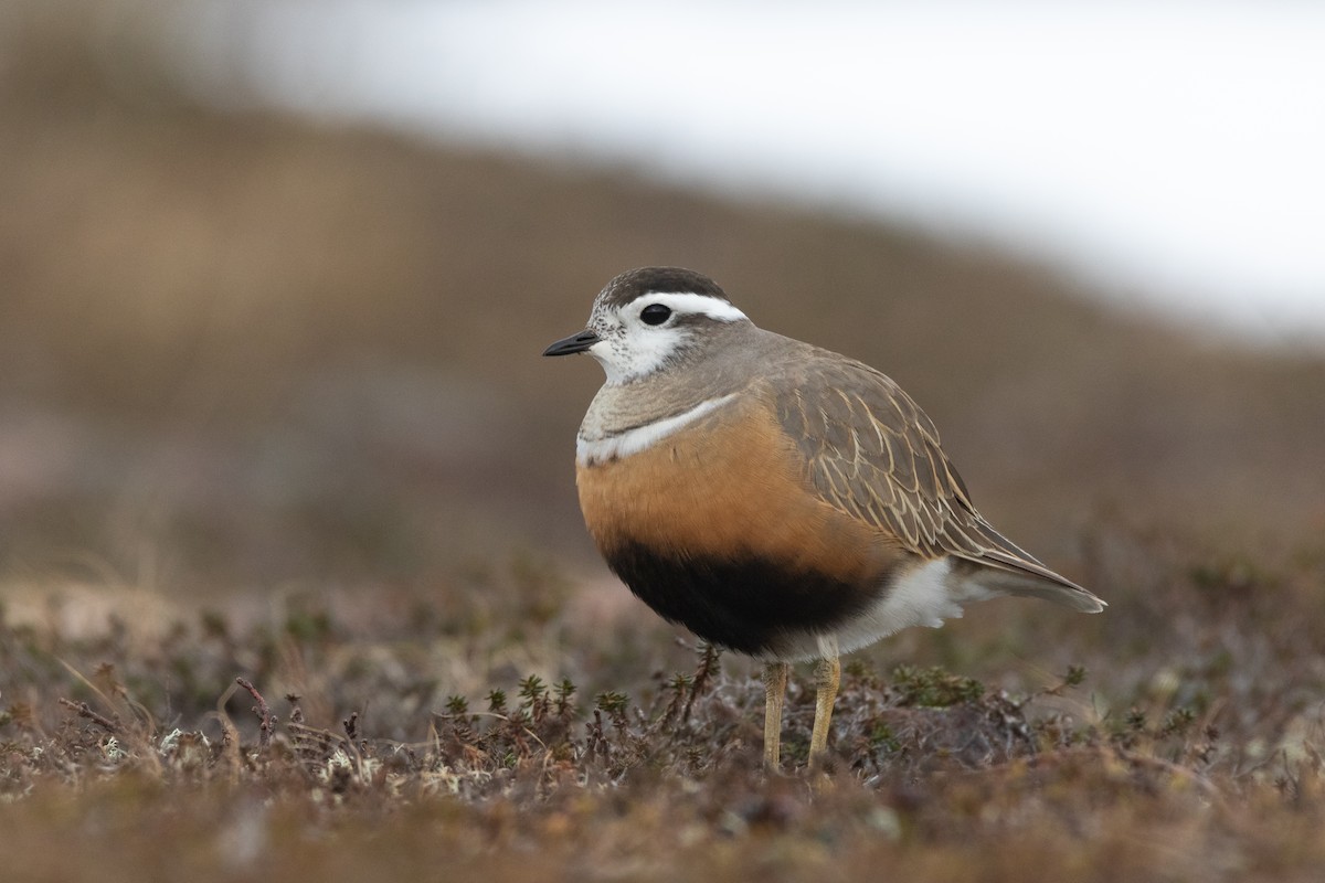 Eurasian Dotterel - ML610635082