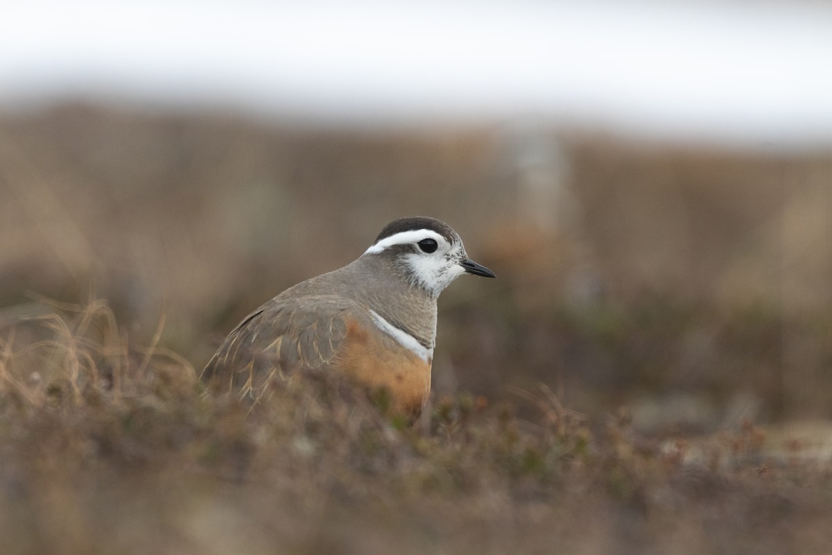 Eurasian Dotterel - ML610635083