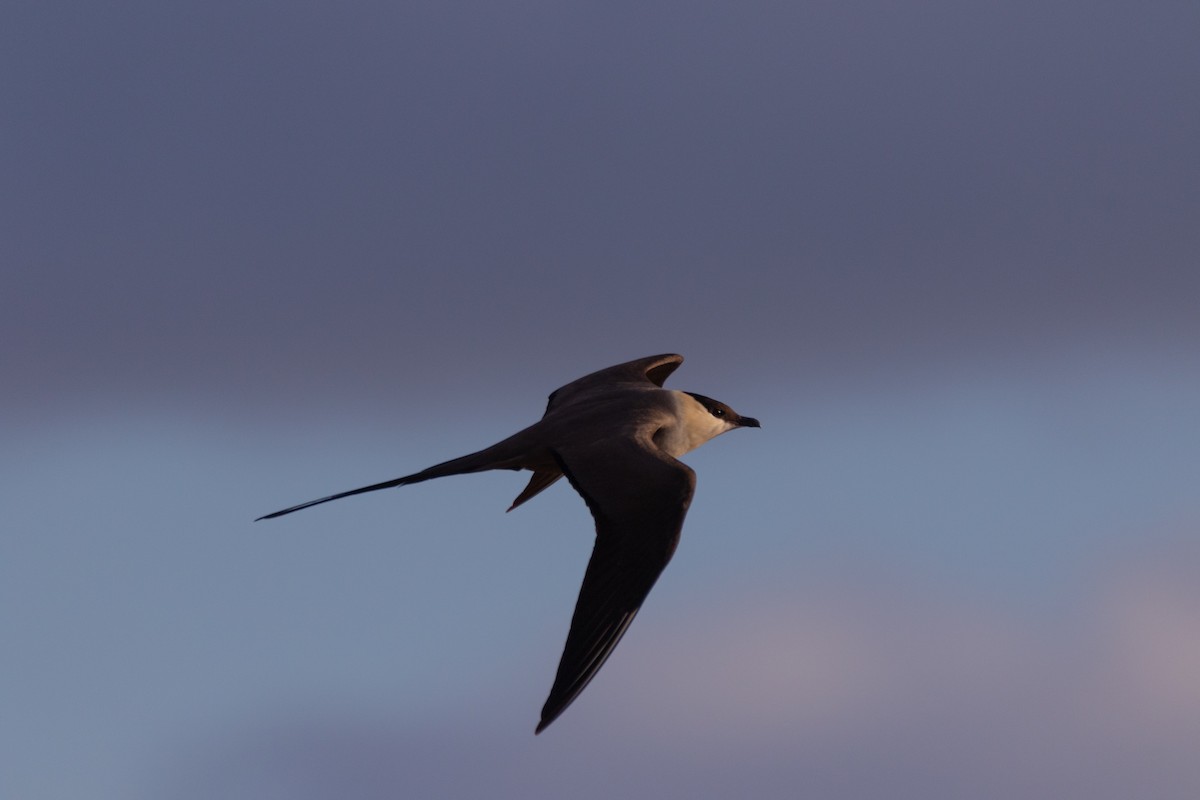 Long-tailed Jaeger - ML610635120