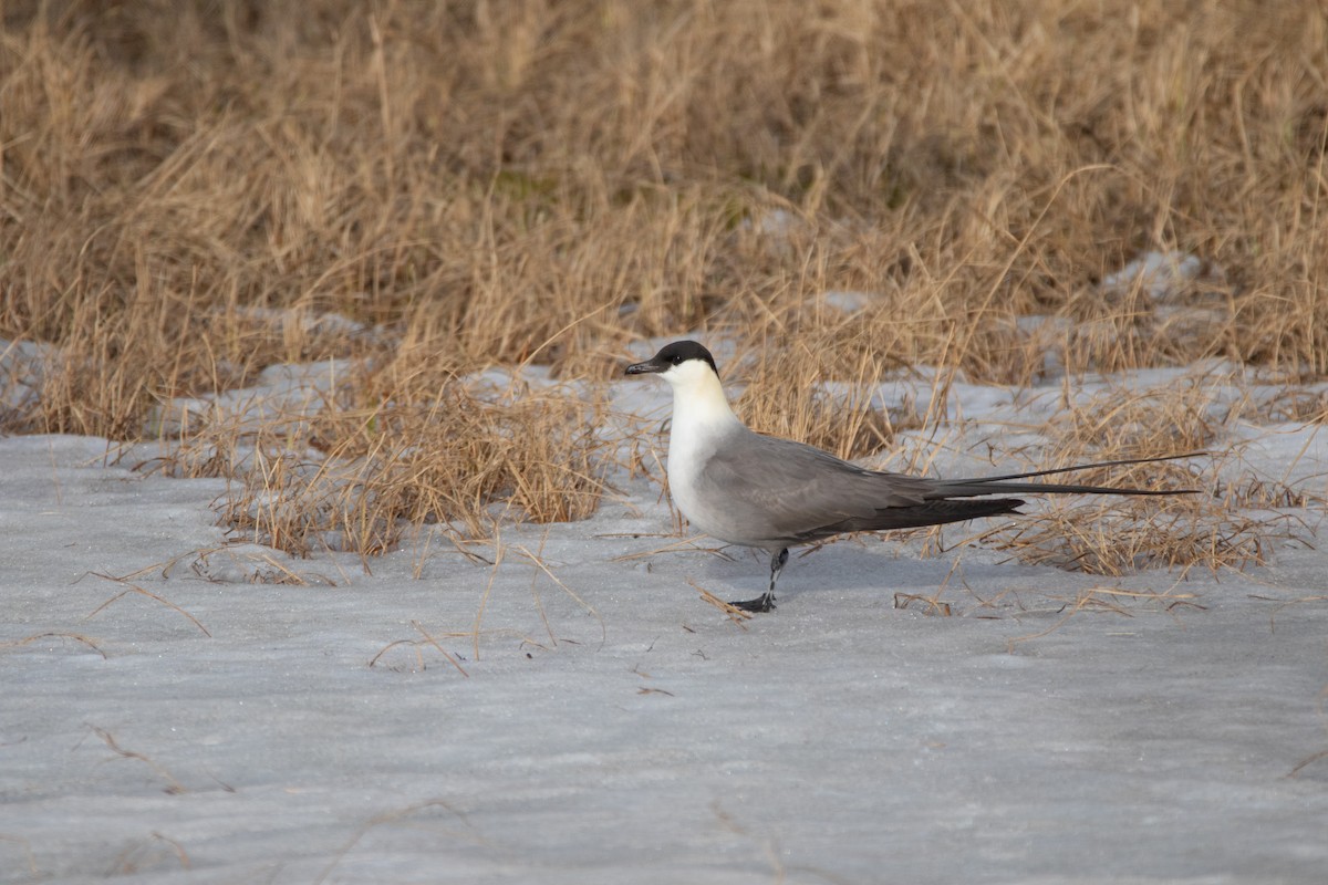 Long-tailed Jaeger - ML610635121