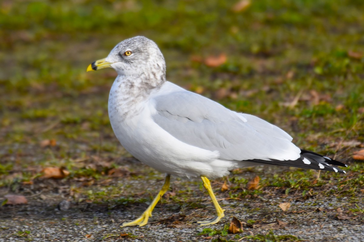 Ring-billed Gull - Francois Cloutier