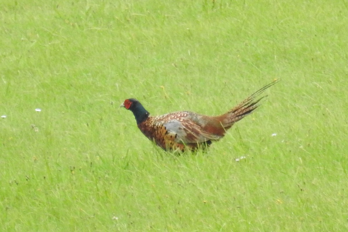 Ring-necked Pheasant - ML610635143