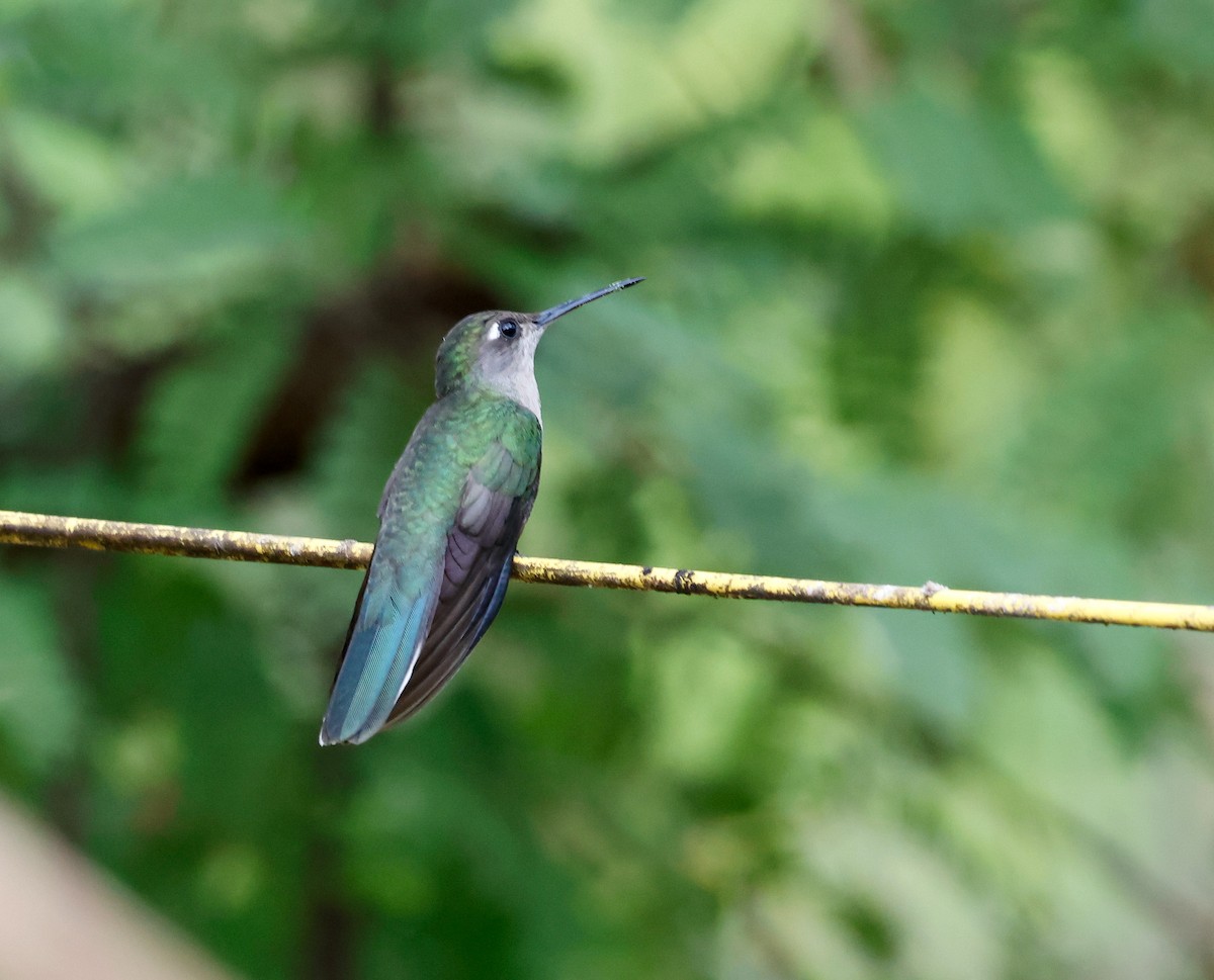 Outcrop Sabrewing - ML610635291