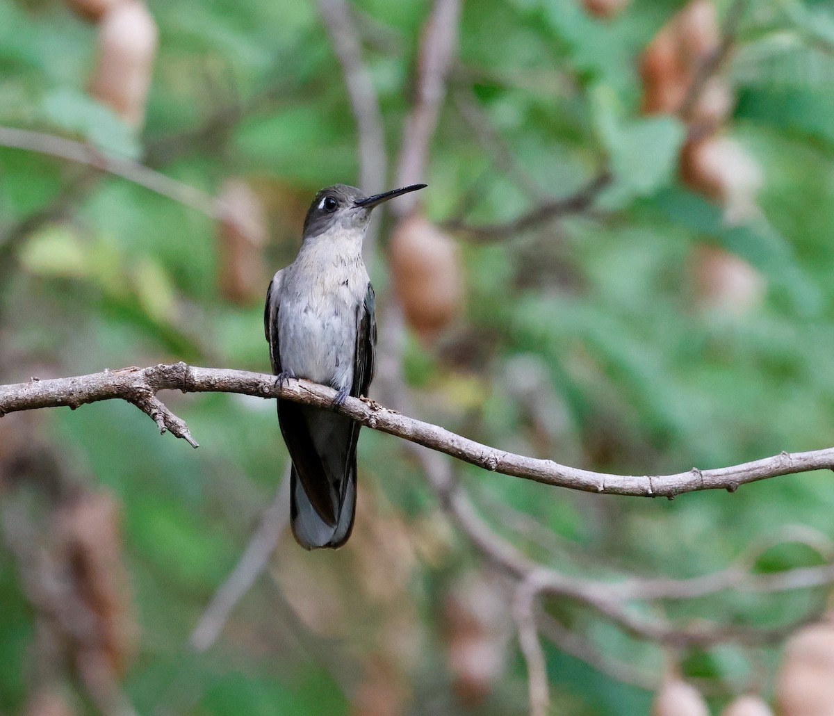 Outcrop Sabrewing - ML610635292