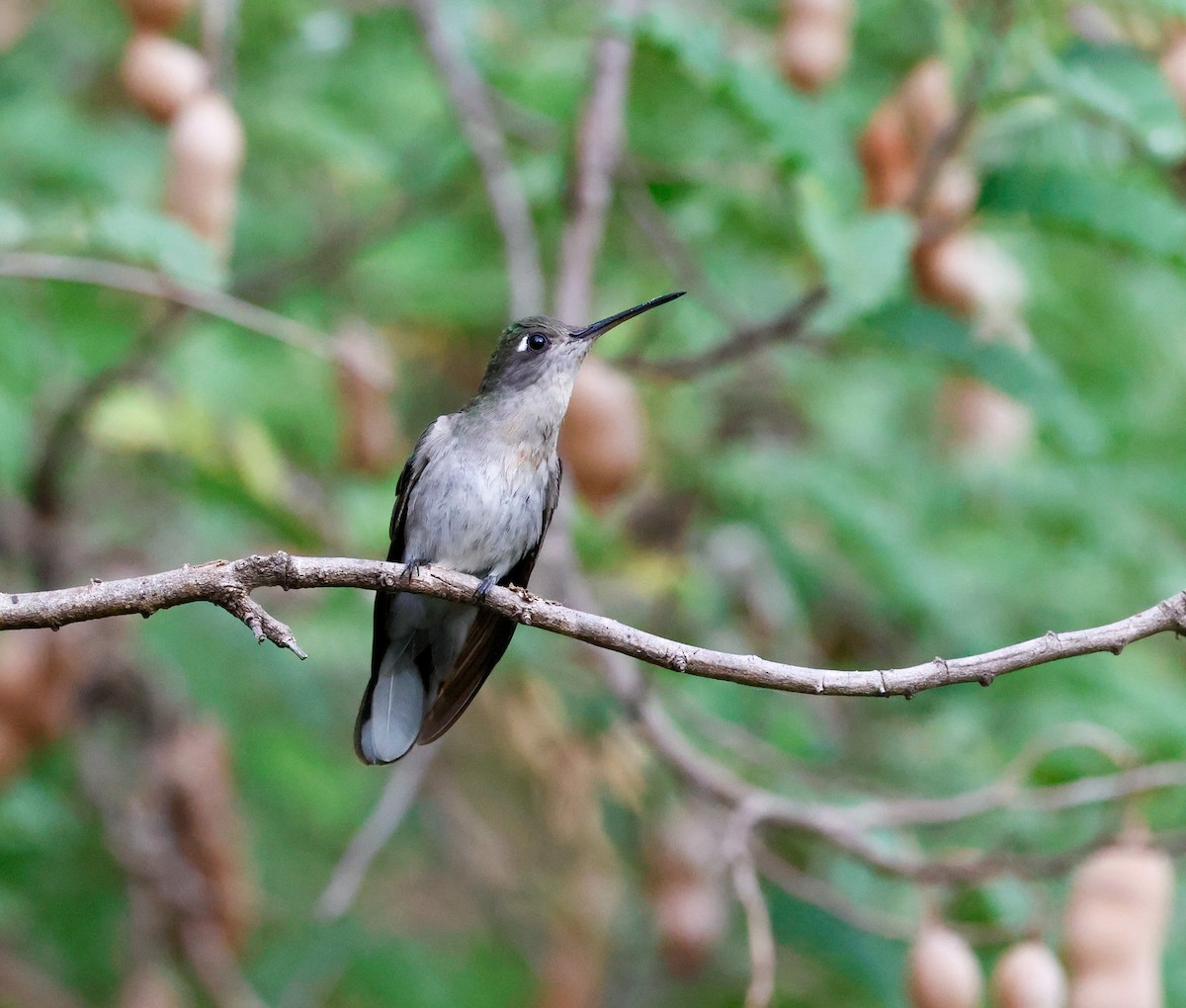 Outcrop Sabrewing - ML610635293