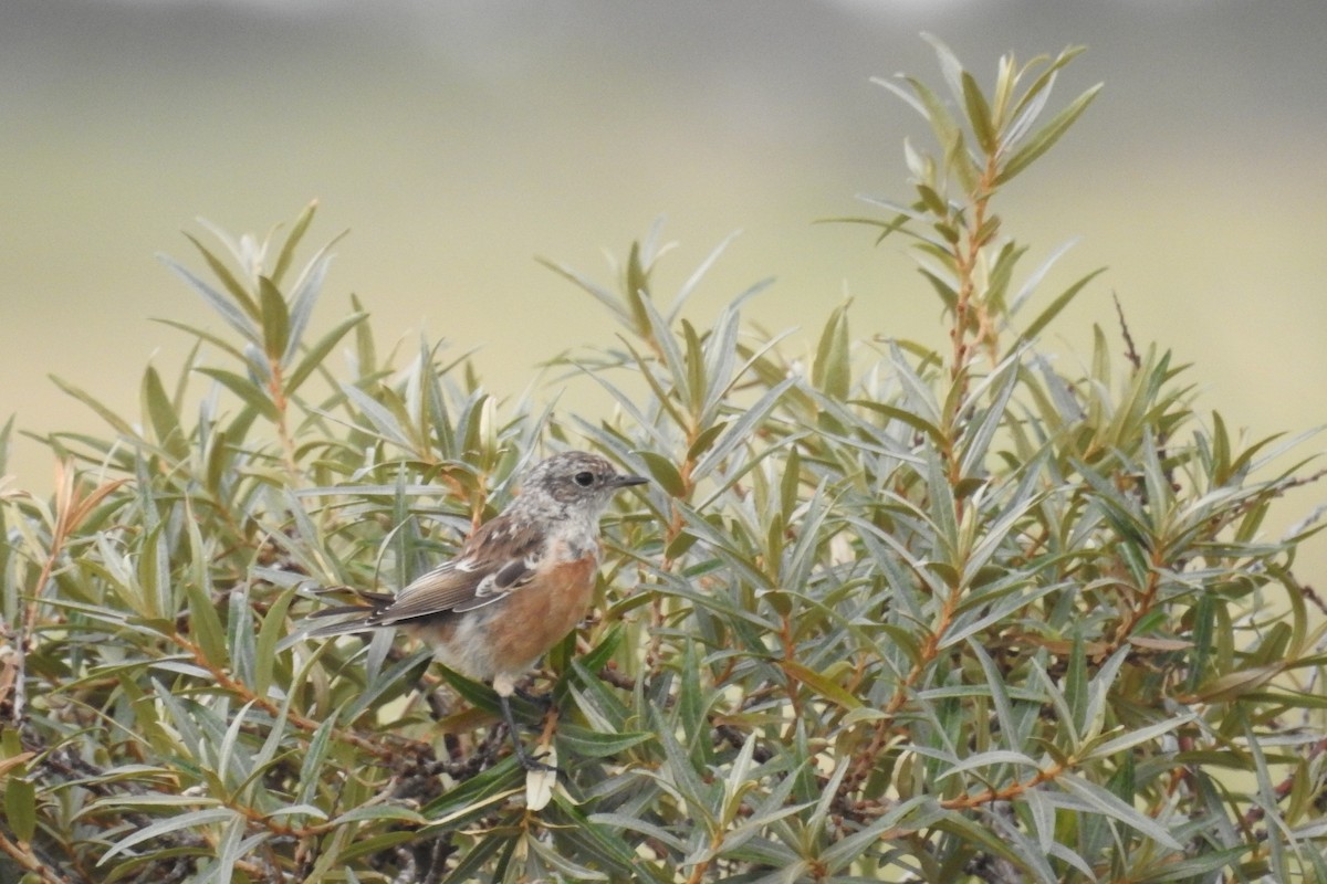 European Stonechat - ML610635294