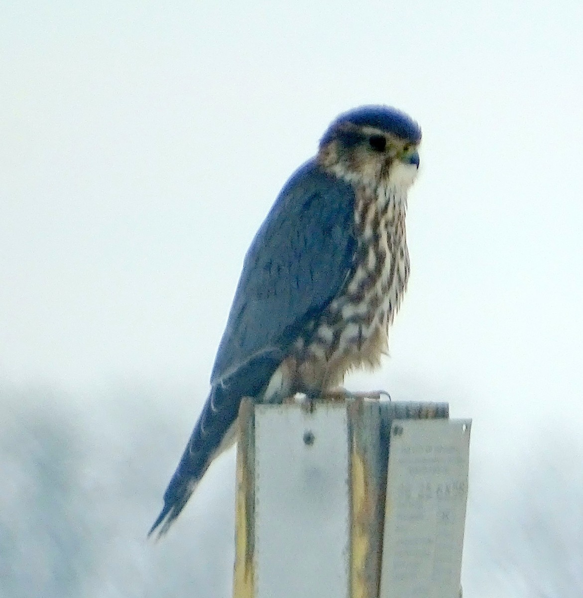 American Kestrel - Richard and Janice Drummond