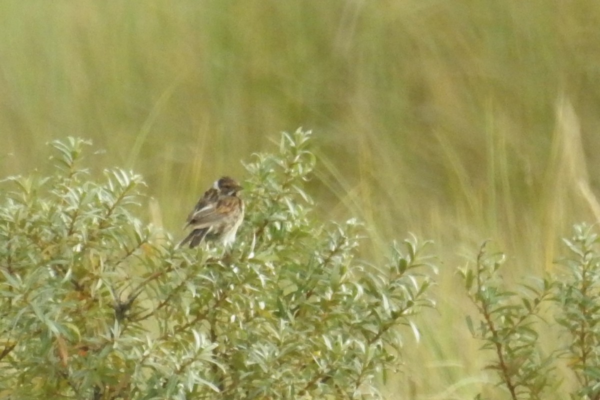 Reed Bunting - ML610635334