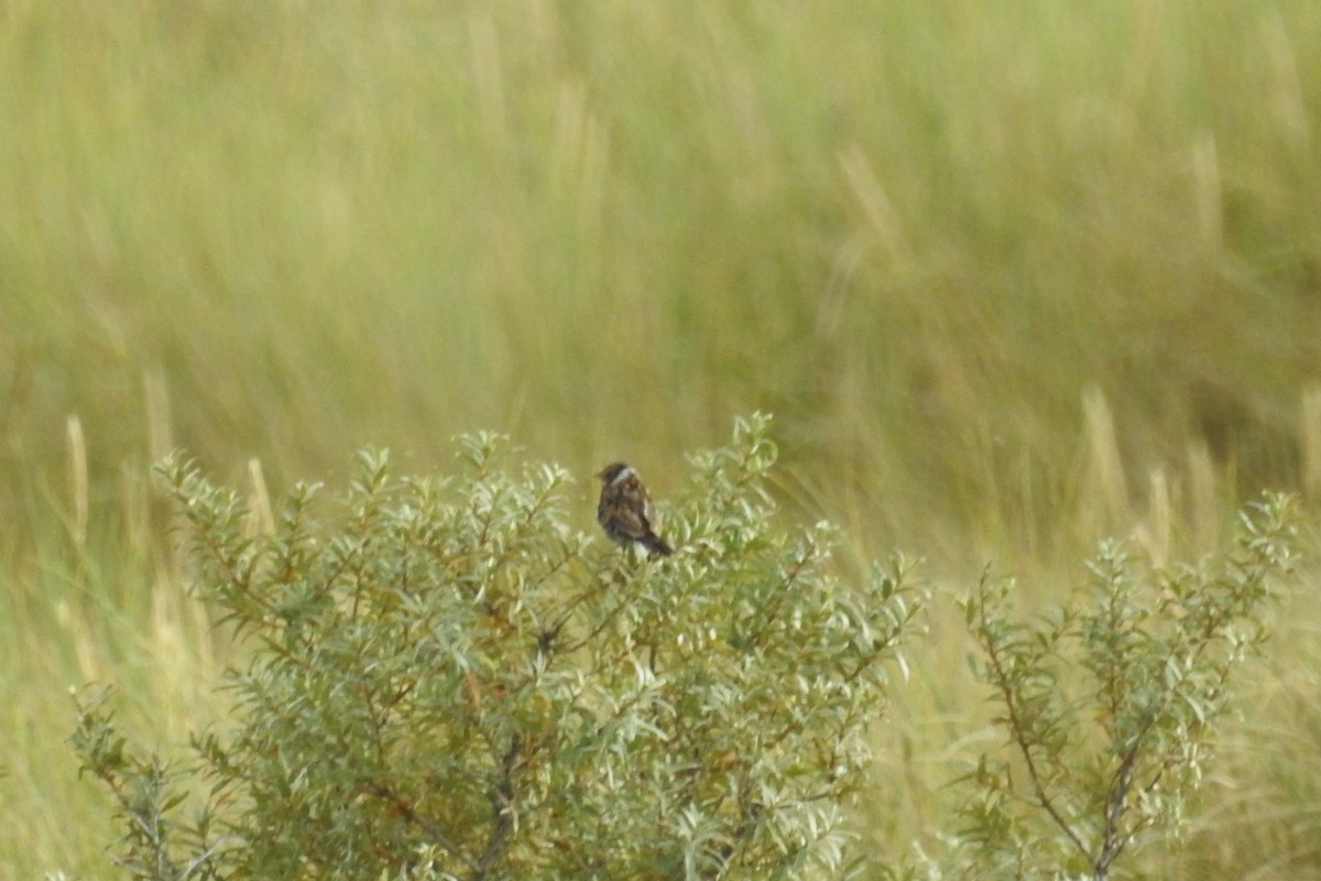 Reed Bunting - ML610635335