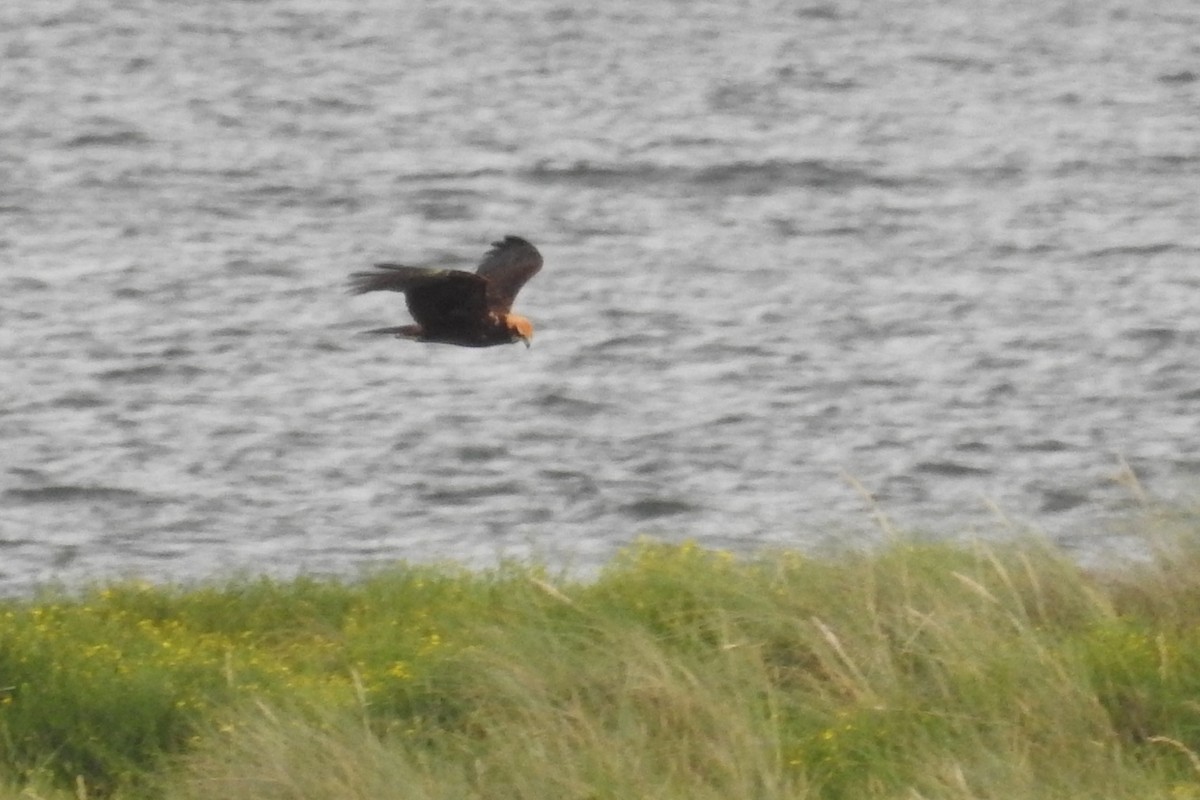 Western Marsh Harrier - ML610635354