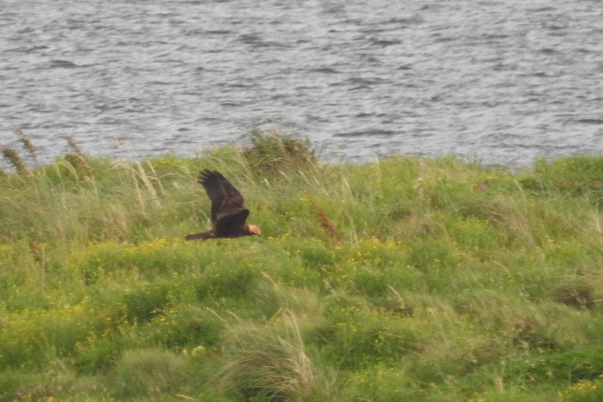 Western Marsh Harrier - ML610635355