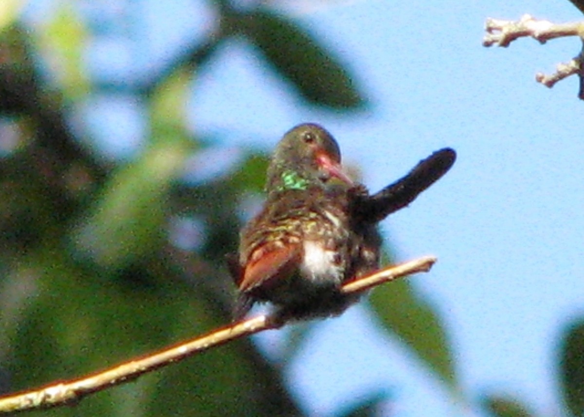 Rufous-tailed Hummingbird - ML610635370