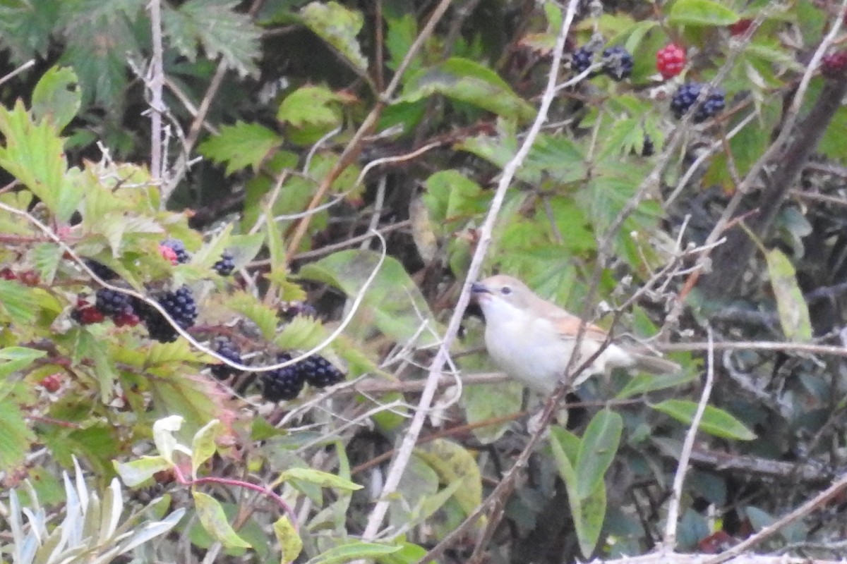 Greater Whitethroat - ML610635386