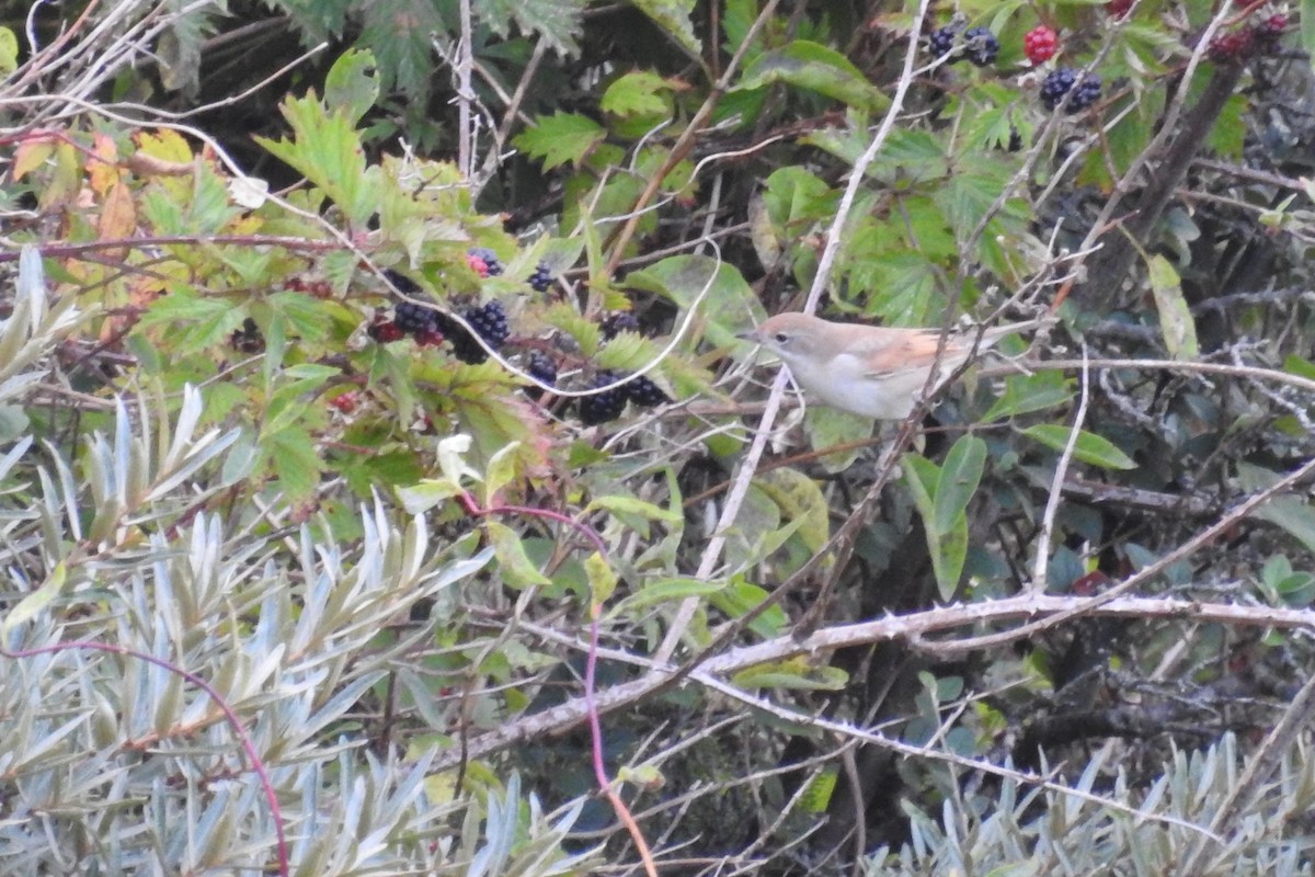 Greater Whitethroat - ML610635387