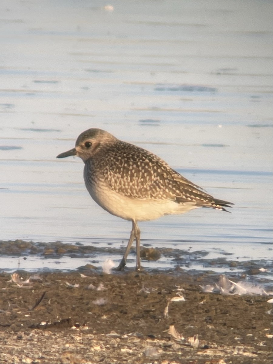 Black-bellied Plover - ML610635404