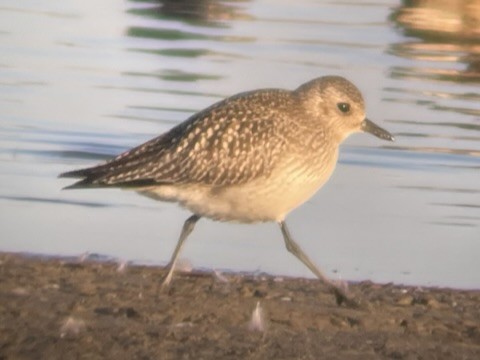 Black-bellied Plover - ML610635405