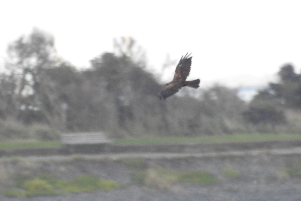 Western Marsh Harrier - ML610635411