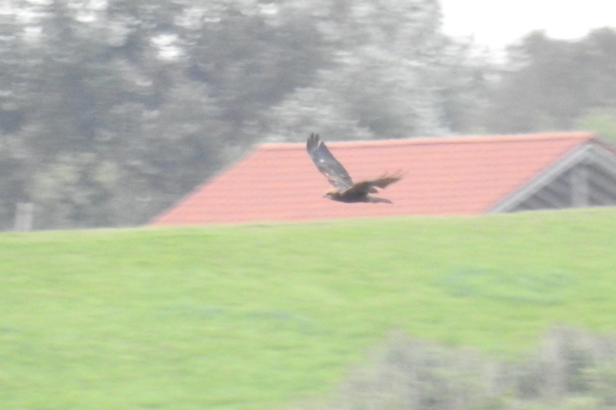 Western Marsh Harrier - ML610635412