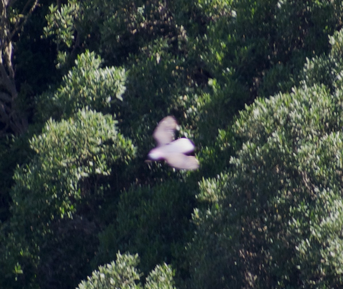 Pigeon des lauriers - ML610635453