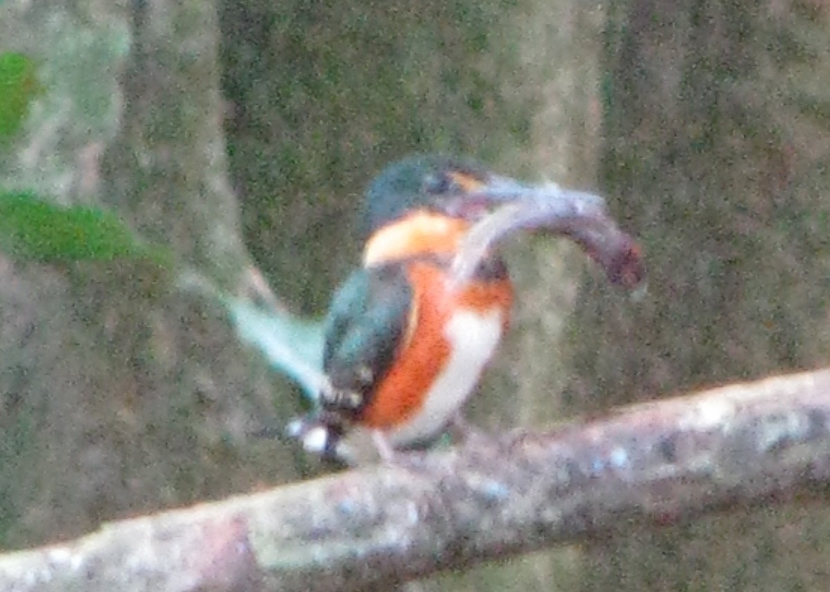American Pygmy Kingfisher - ML610635491