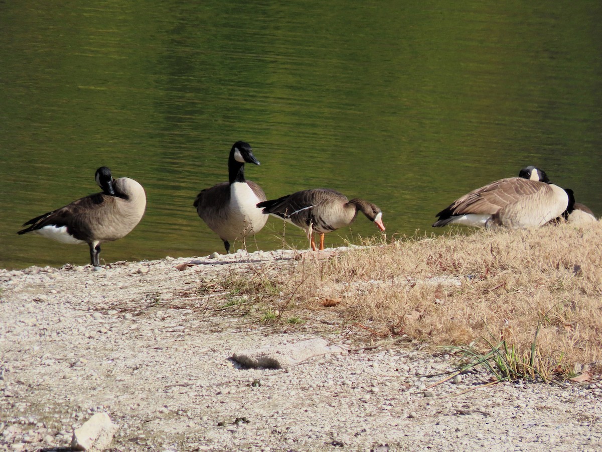 Greater White-fronted Goose - ML610635622