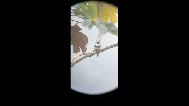 Лінивка-строкатка вохристочерева - ML610635625
