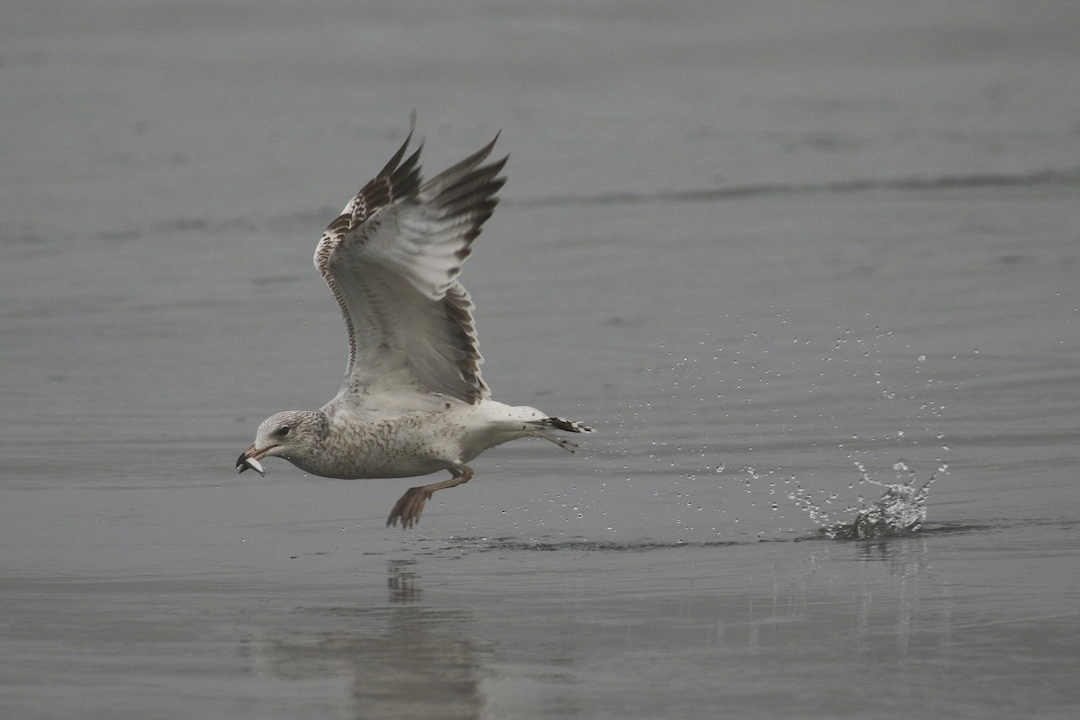 Ring-billed Gull - ML610635634