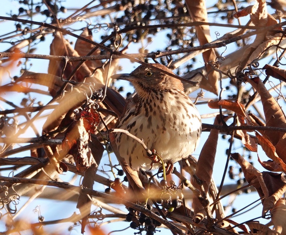 Brown Thrasher - Peter Reisfeld