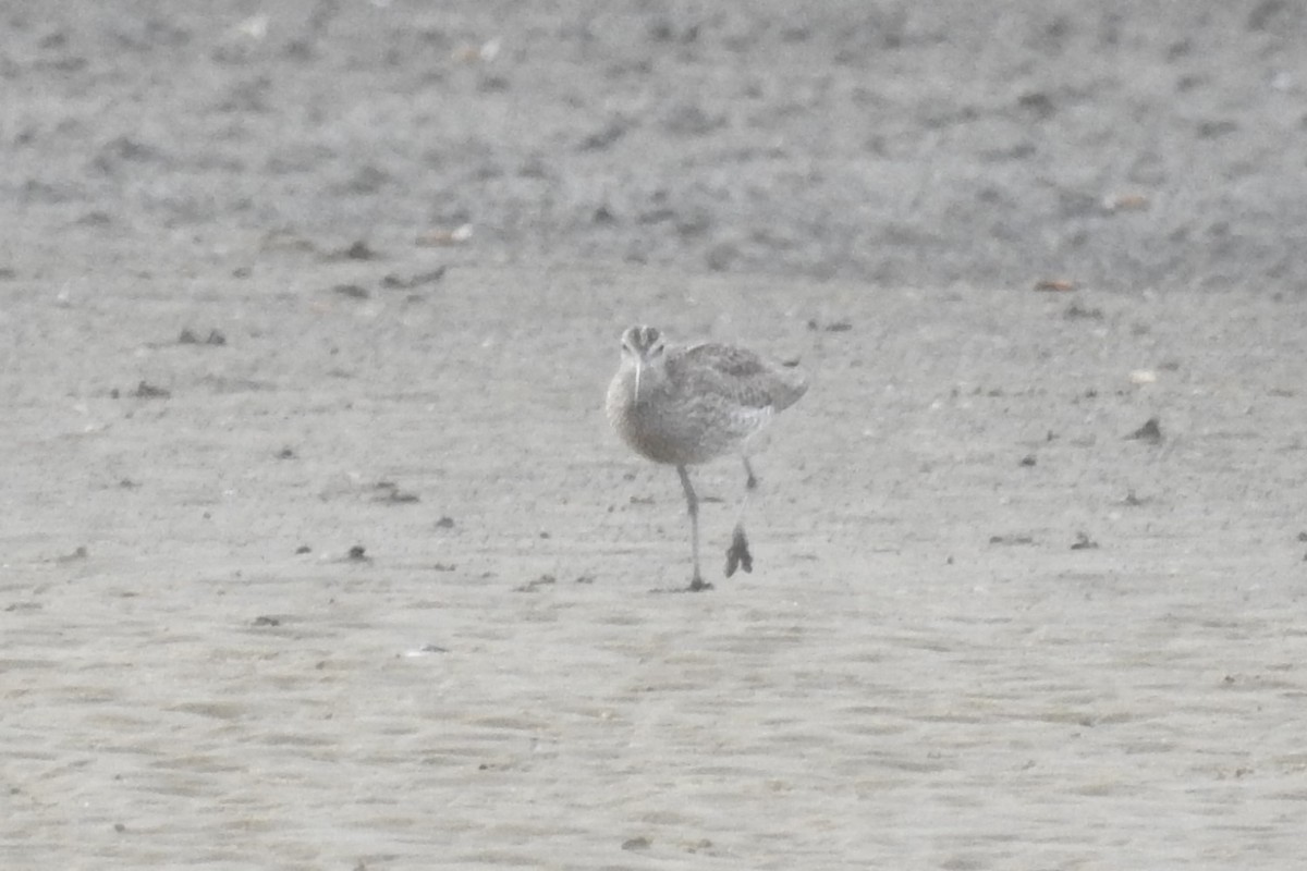 Whimbrel (White-rumped) - ML610635734