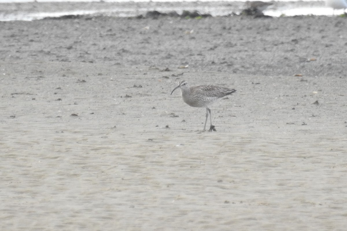 Whimbrel (White-rumped) - ML610635735