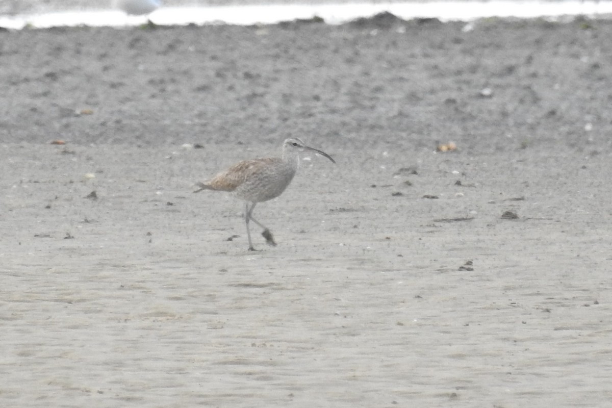 Whimbrel (White-rumped) - ML610635736