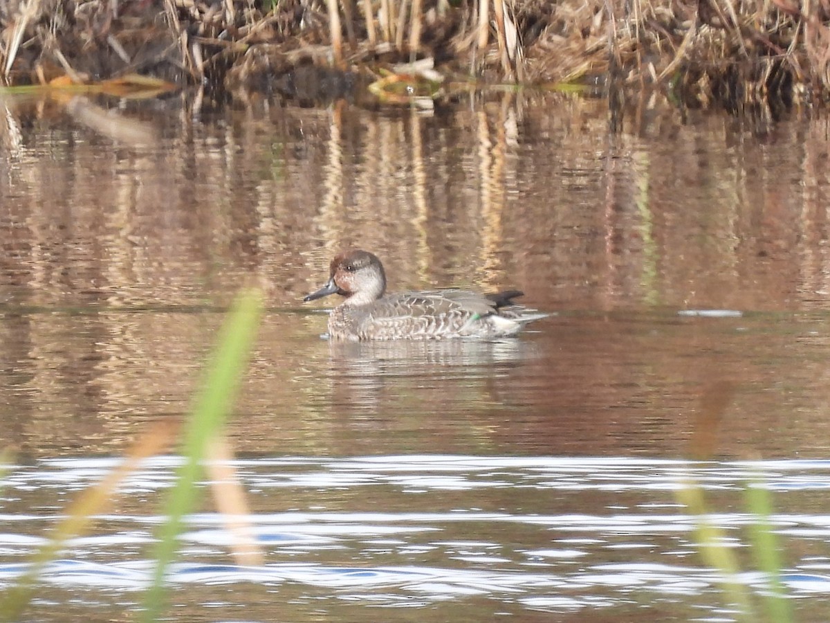 Green-winged Teal - Paul Mahler