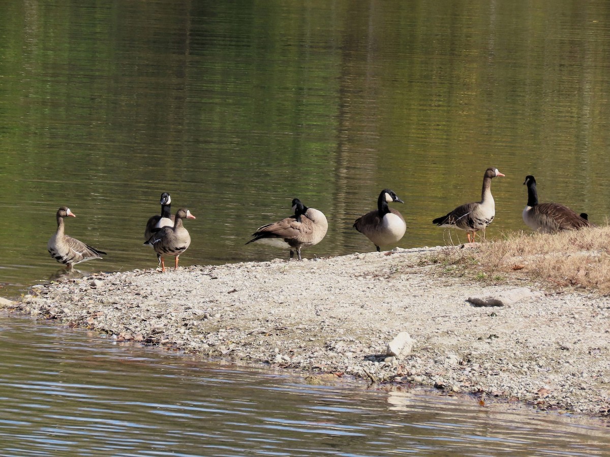 Greater White-fronted Goose - ML610635802