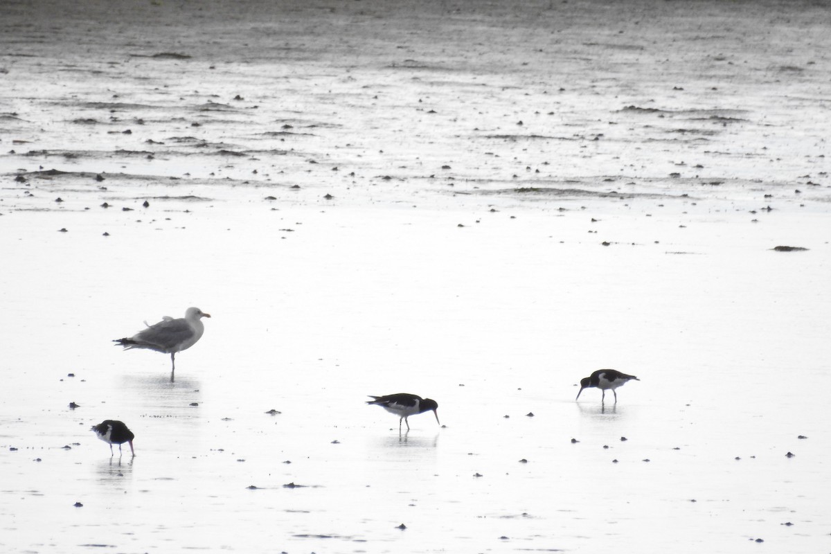 Eurasian Oystercatcher - ML610635849