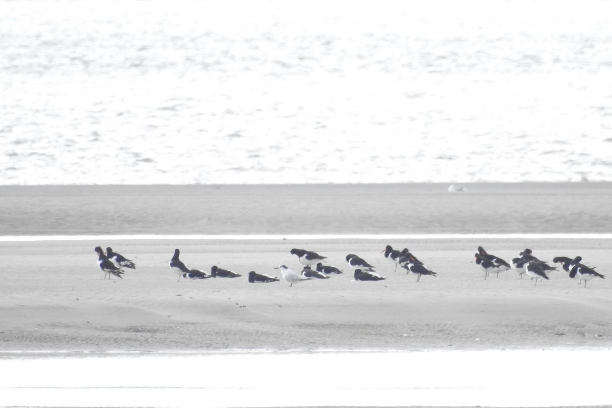 Eurasian Oystercatcher - ML610635872