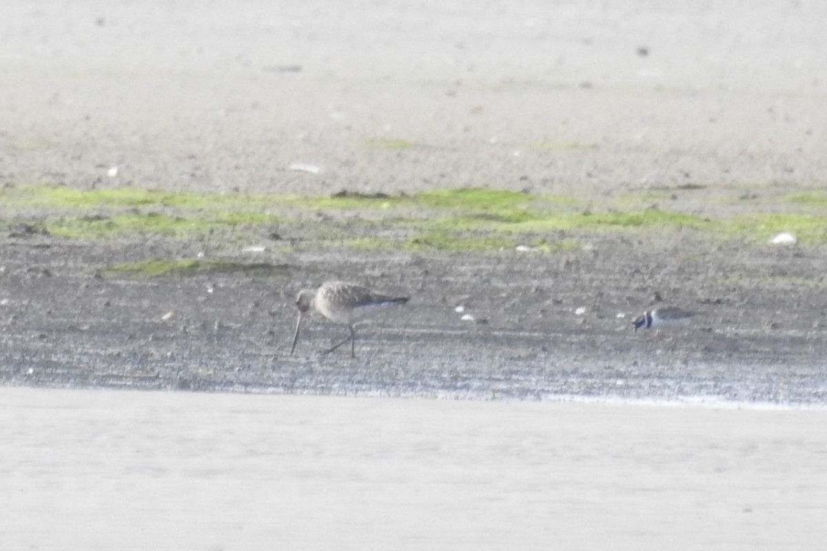 Bar-tailed Godwit - ML610635942