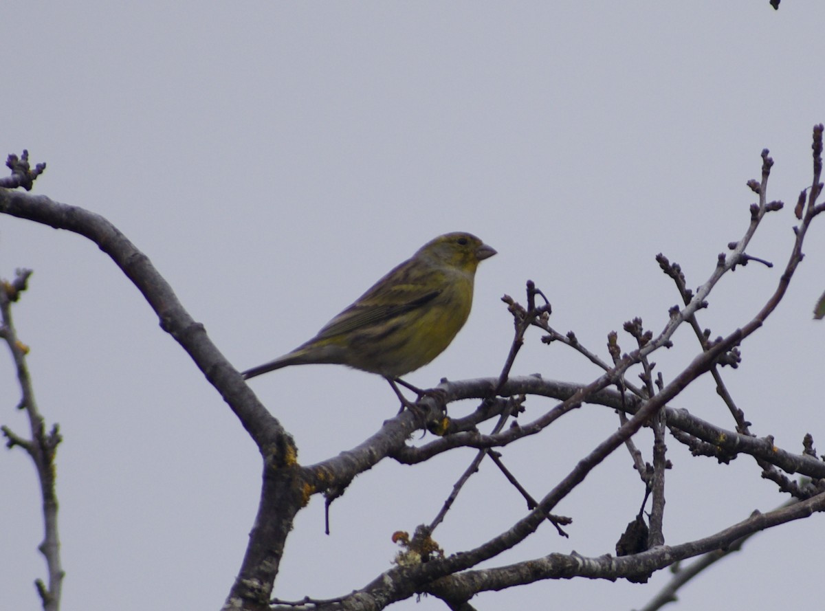 Island Canary - ML610635985