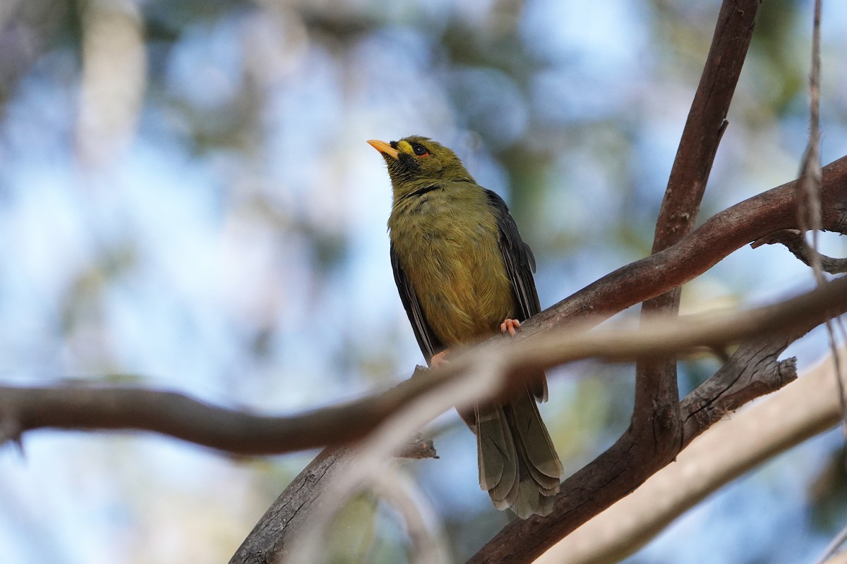 Bell Miner - ML610635991