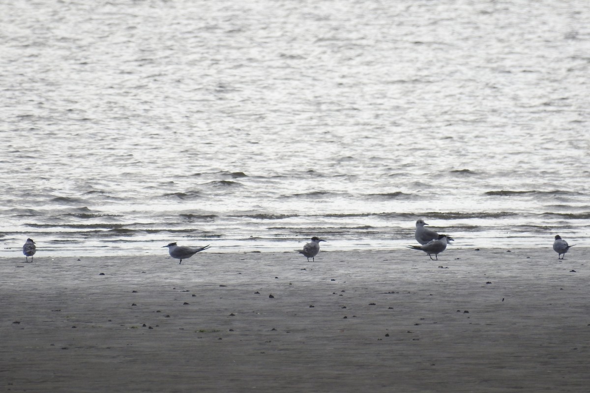 Sandwich Tern - ML610635999