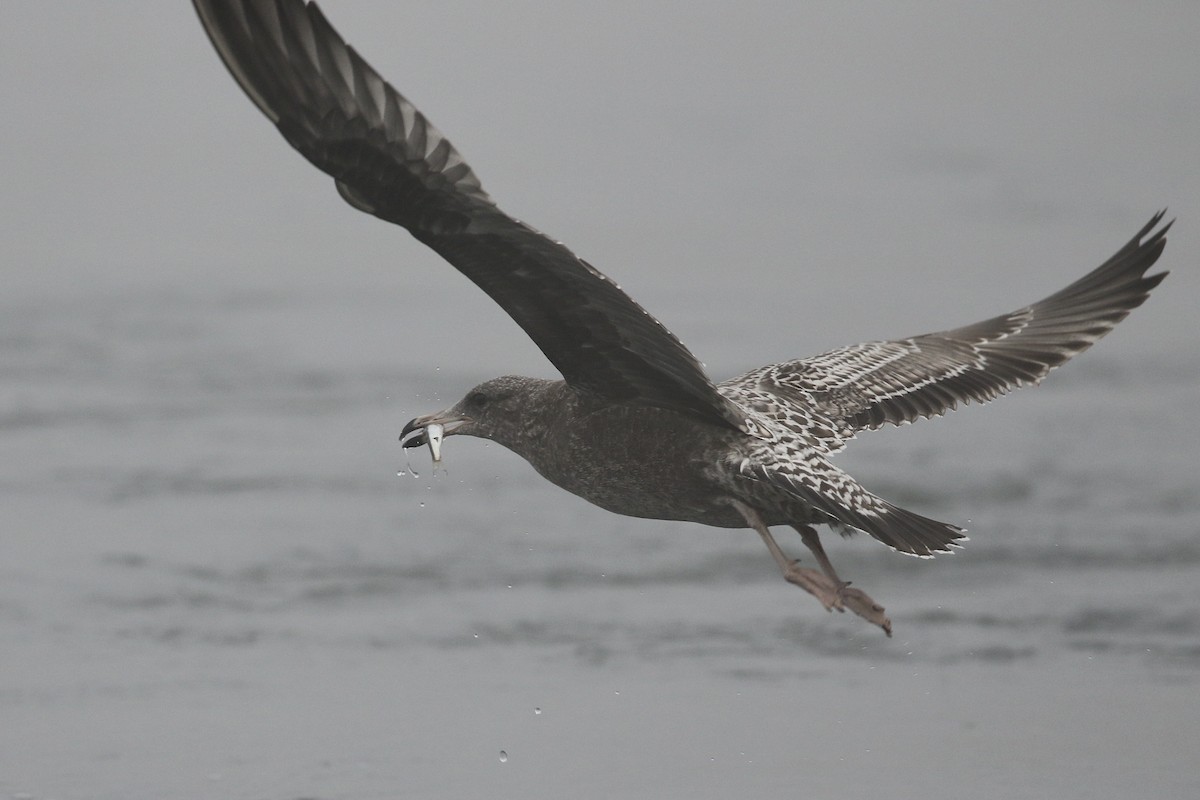 California Gull - ML610636001