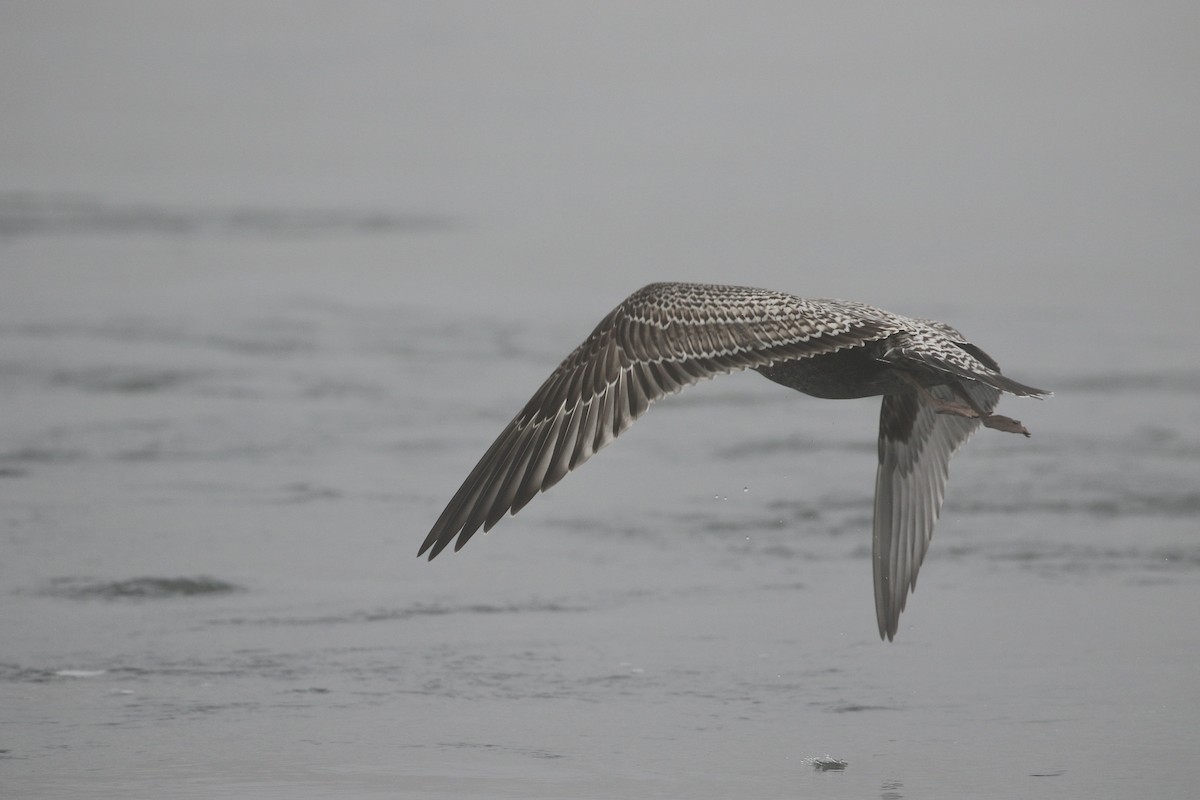 California Gull - ML610636002