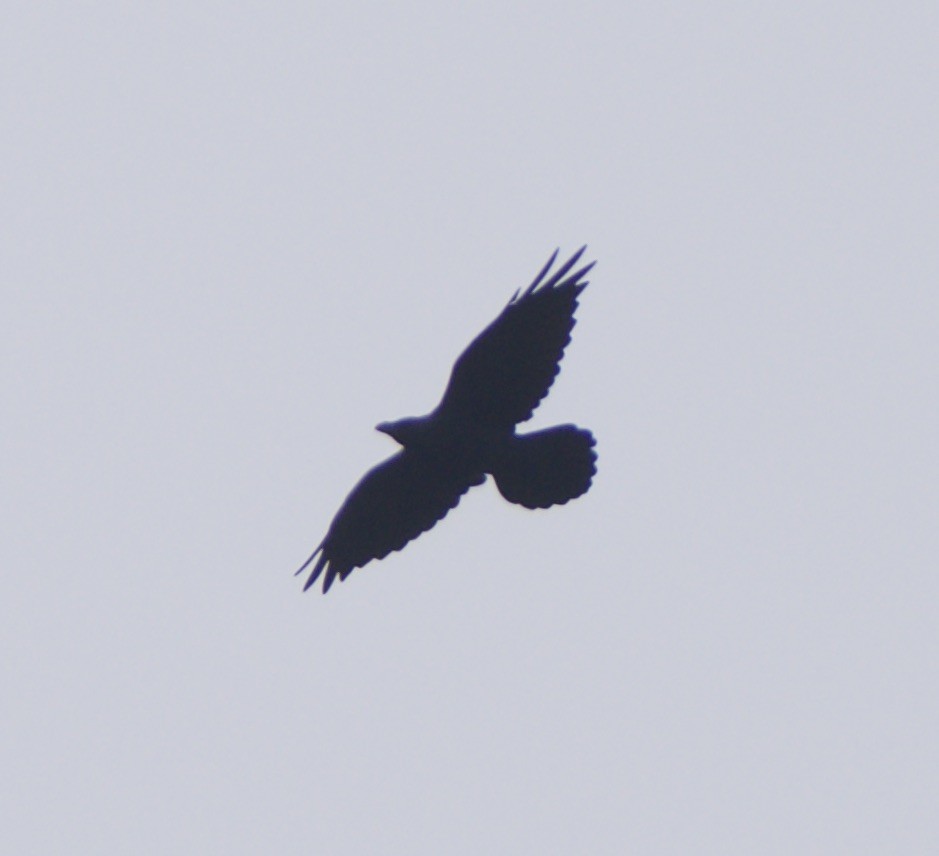 Common Raven - ML610636006