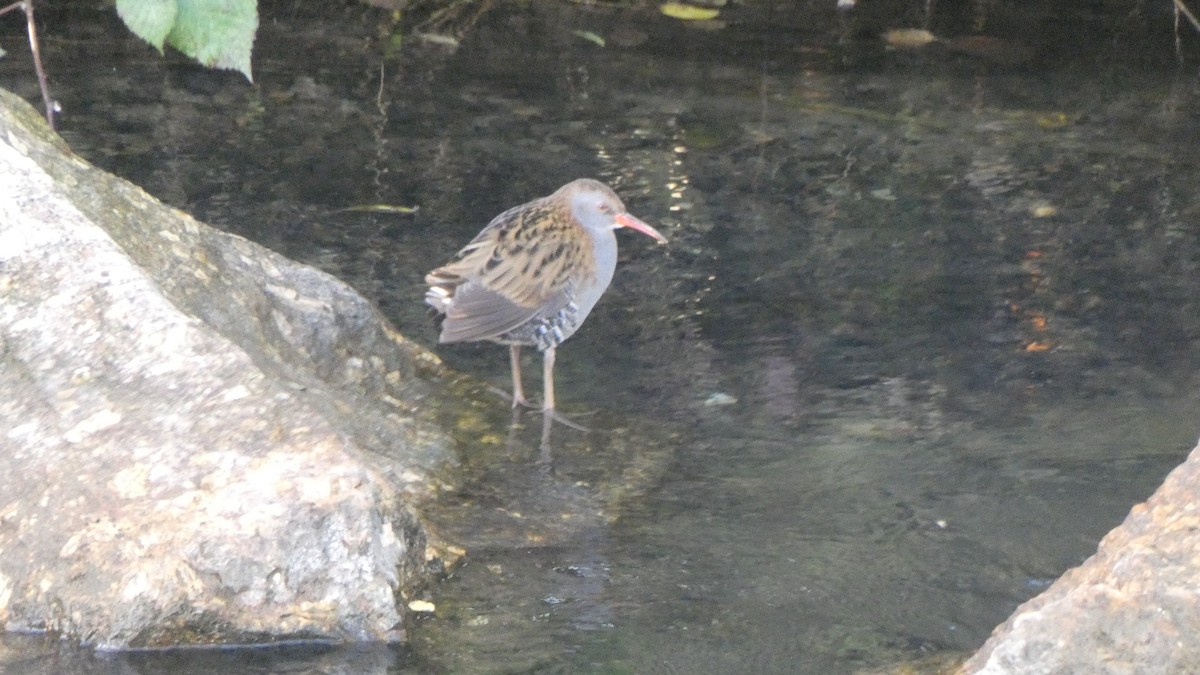 Water Rail - Alanis B.