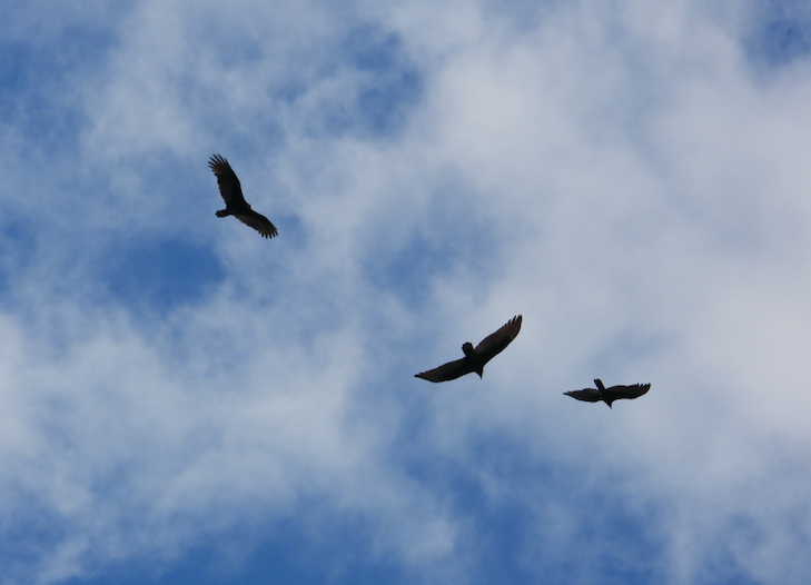 Turkey Vulture - ML610636010
