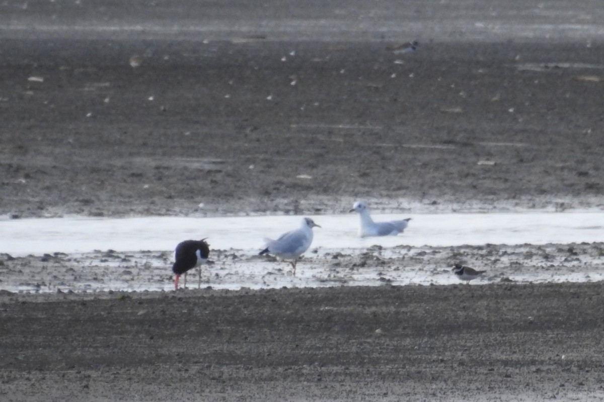 Black-headed Gull - ML610636056