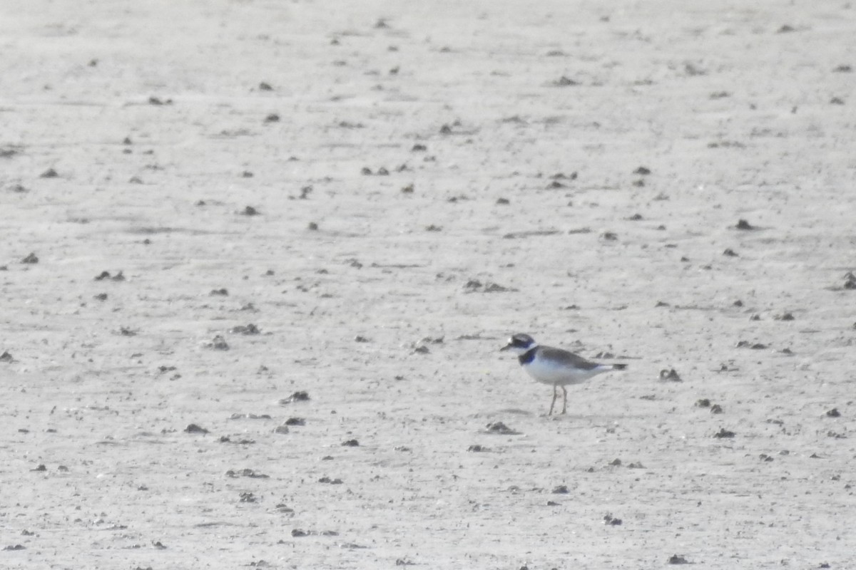 Common Ringed Plover - ML610636098