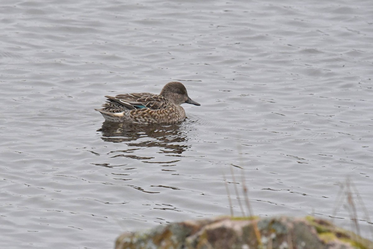 Green-winged Teal - ML610636122