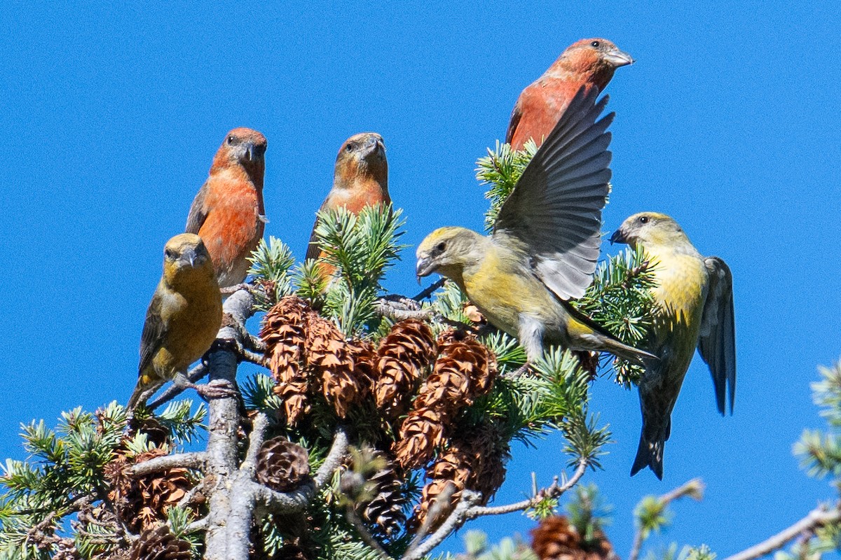 Red Crossbill - ML610636148