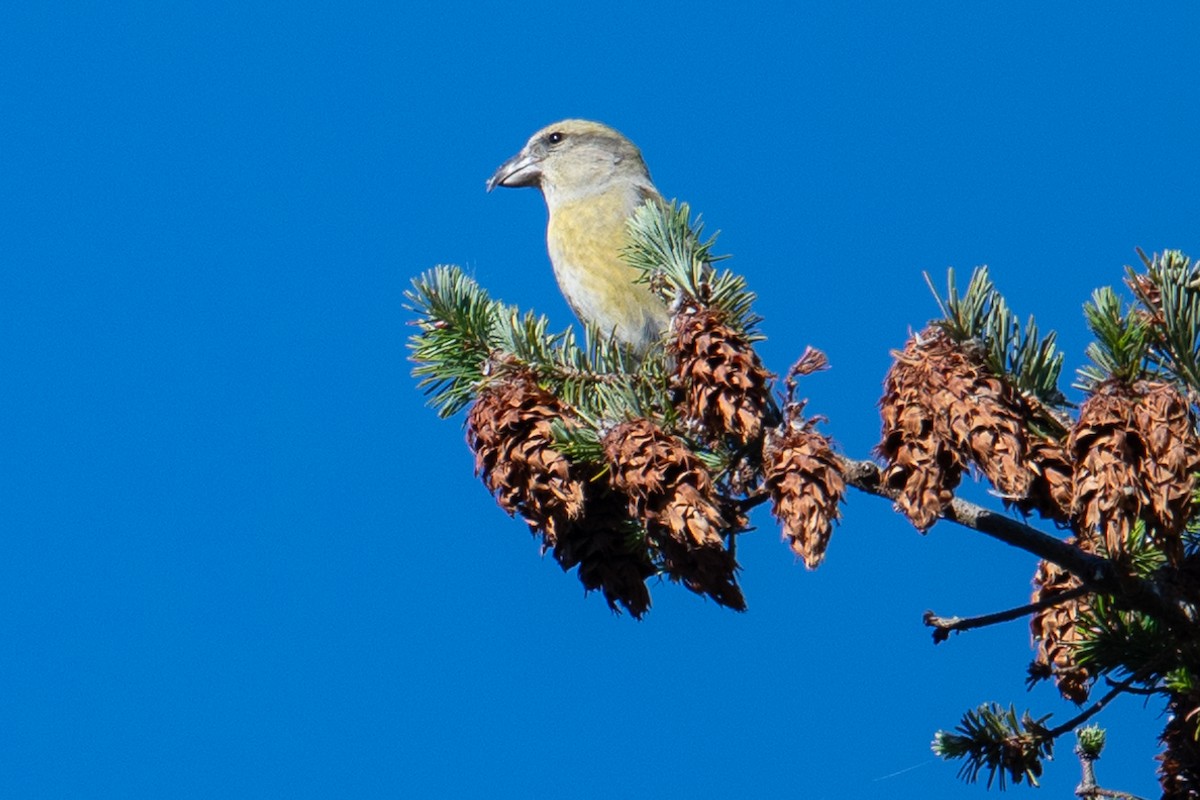 Red Crossbill - ML610636155