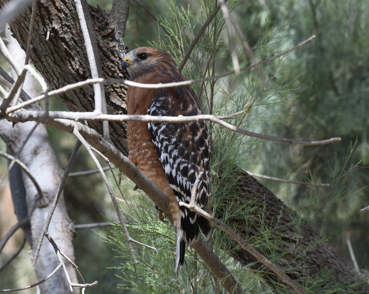 Red-shouldered Hawk - ML610636185